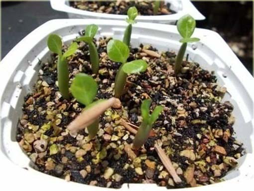 Róża pustynna czerwona z białym środkiem